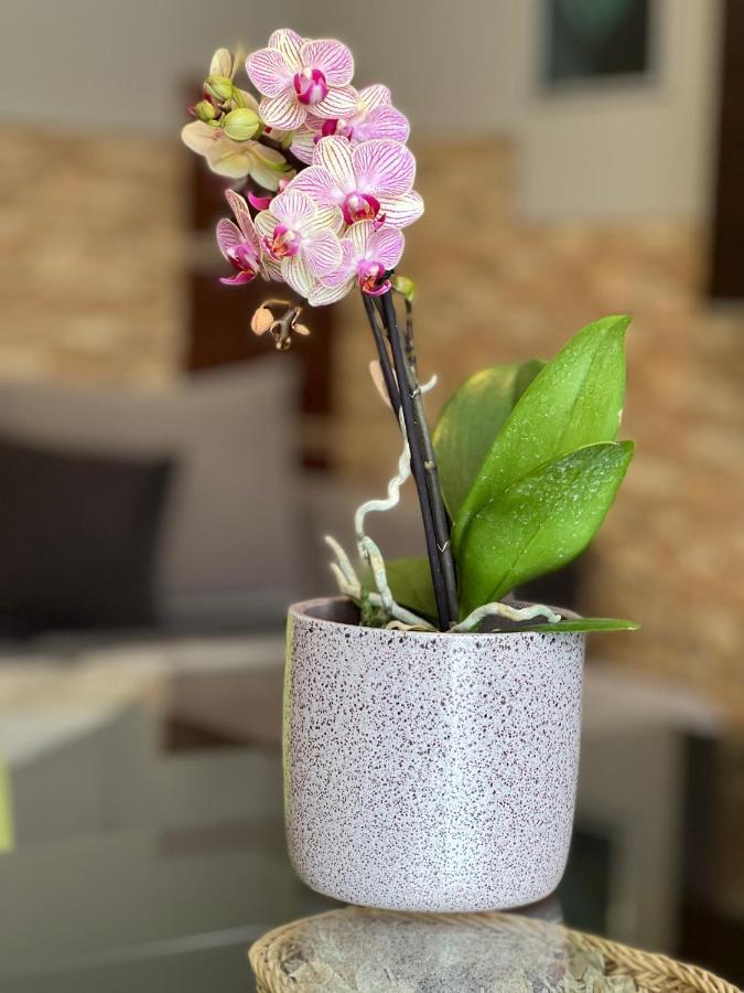 Dorina Wellness Apartman Siofok Exterior photo